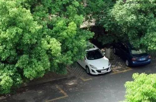 <b>别把车停树下，你进来看，停过的车主都哭了</b>